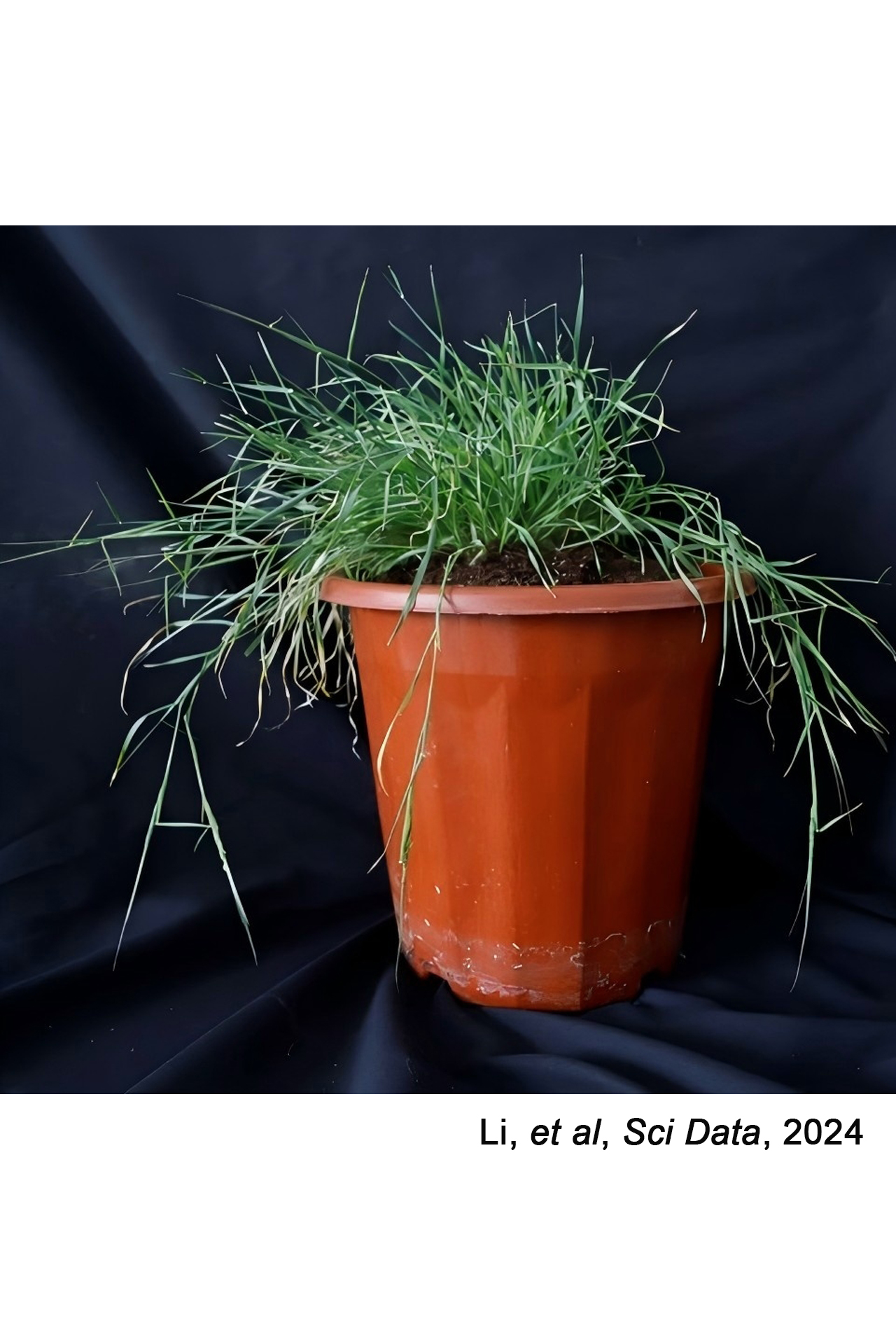 Aegilops comosa